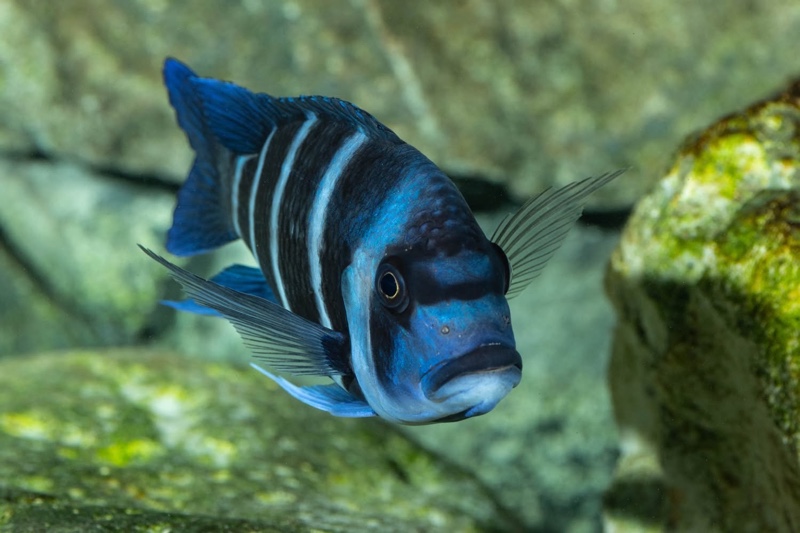 Cyphotilapia gibberosa 'Mtoto' (Moba)